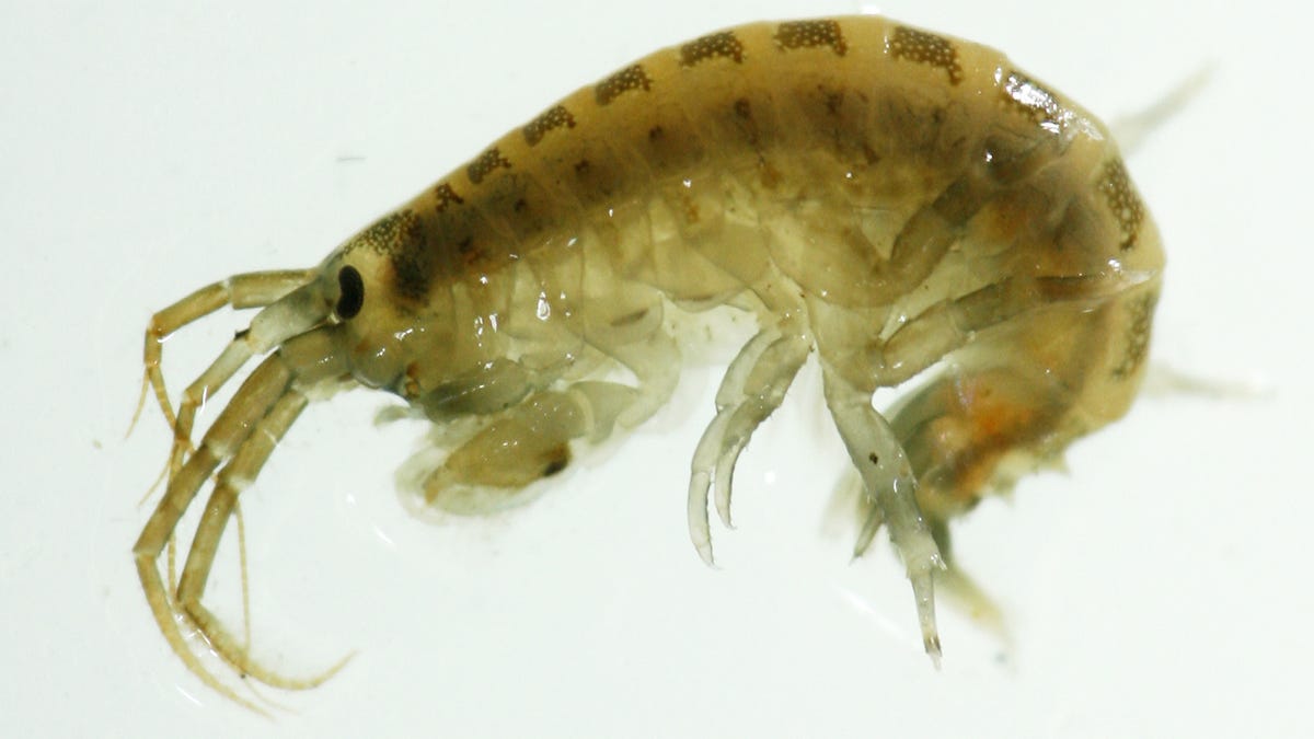 Demon shrimp and other invaders are costing the UK $3 billion a year