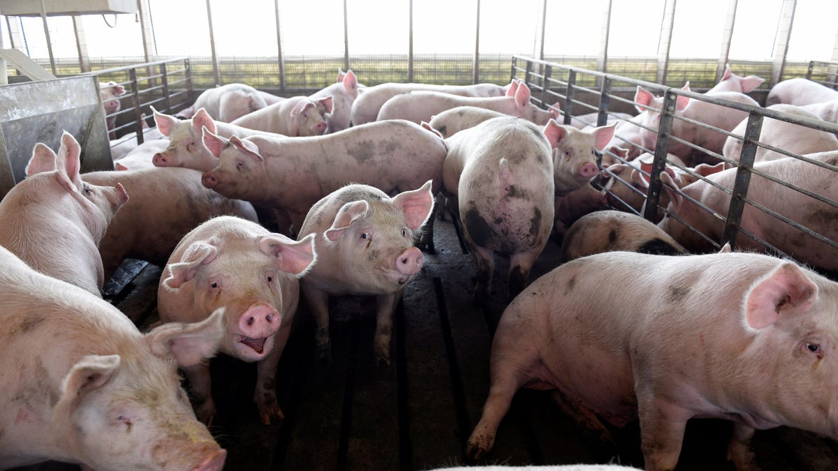 US pork producers in 2023 see least profitable year on record