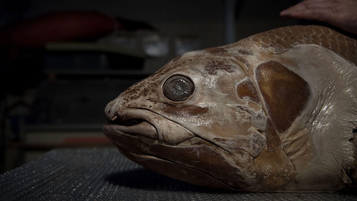 Coelacanth Surprises Scientists Again—It Can Live for 100 Years