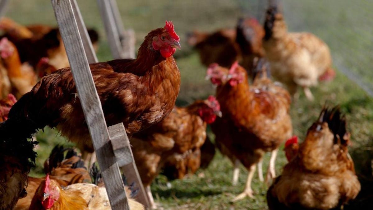 The Difference Between Free-Range, Cage-Free, and Pasture-Raised Eggs -  Eater