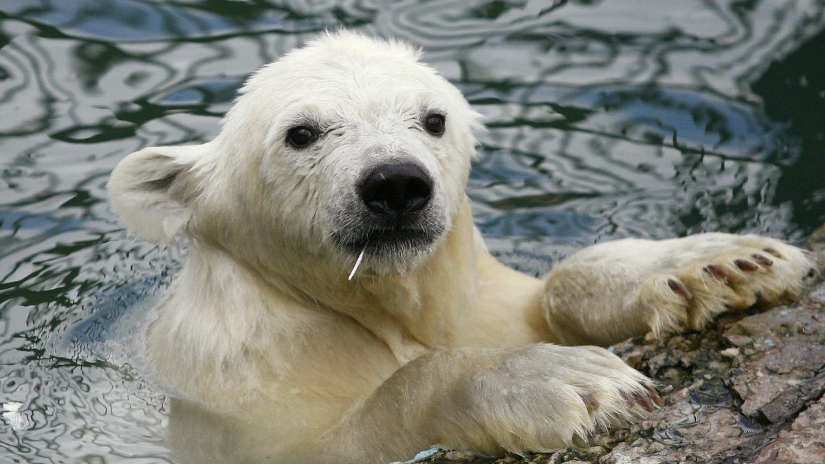 Climate change is warming the Arctic faster than expected