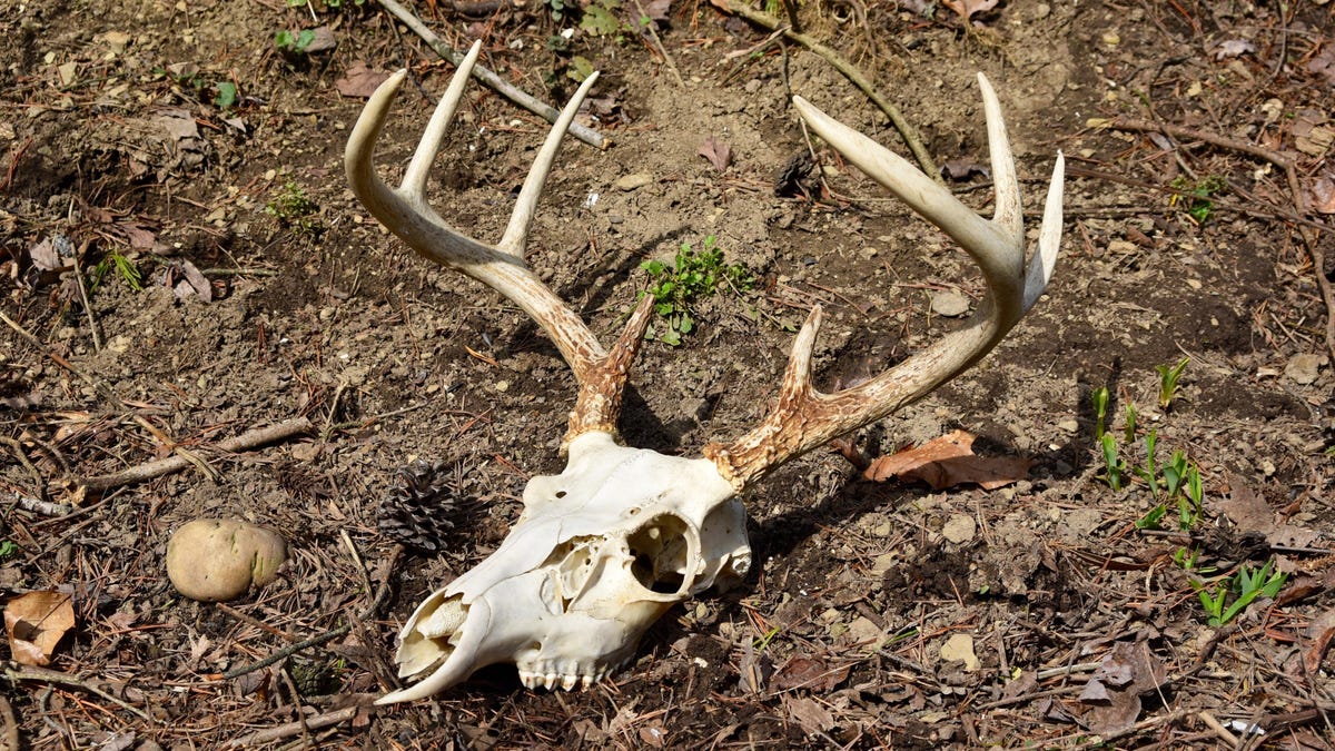 Two Hunters Died of Rare Prion Disease. Doctors Suspect a First-of-Its Kind Deer Transmission