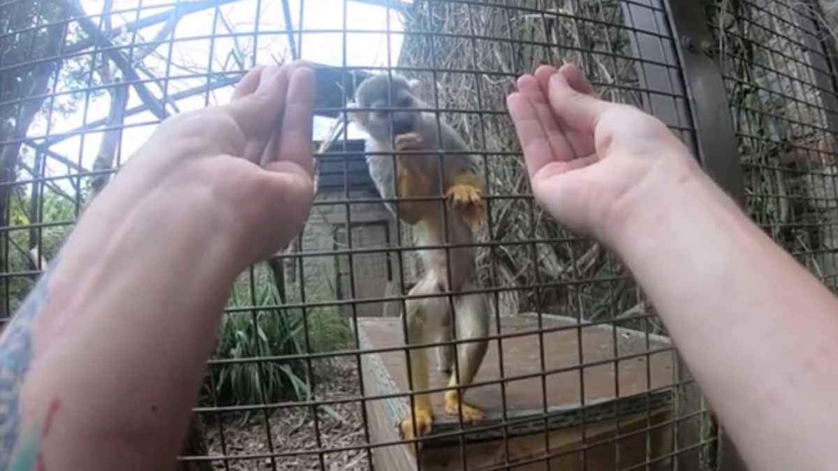 Only Monkeys With Opposable Thumbs Fell for This Classic Magic Trick