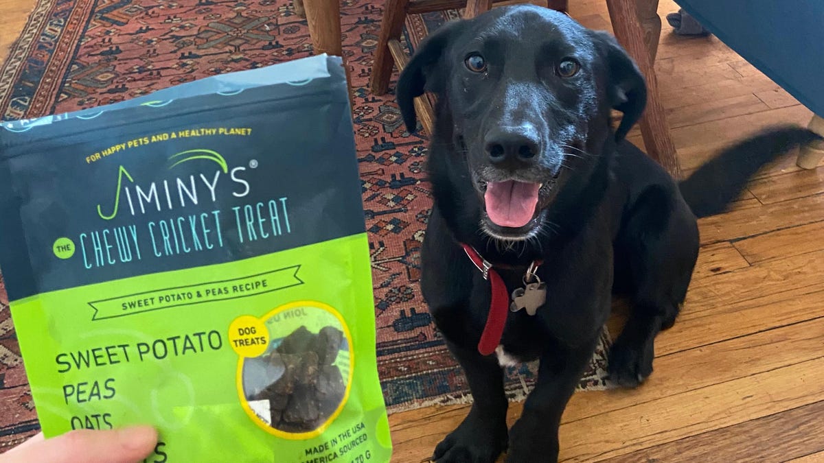 I Fed My Dog Climate Friendly Cricket Food. He Loved It