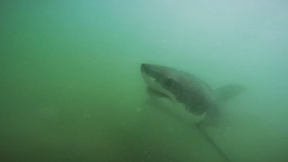 Great white sharks are coming back in California—and that’s a good thing