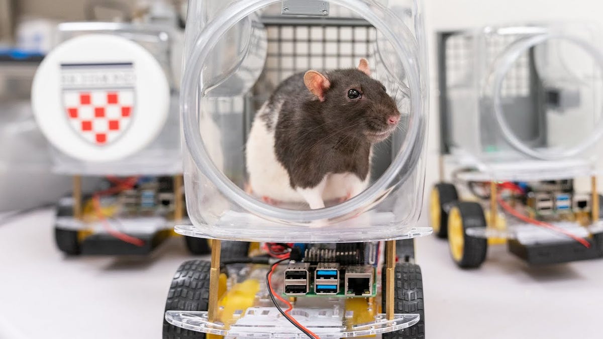 Rats Love Revving Engines Say Scientists Who Taught Them To Drive Tiny Cars