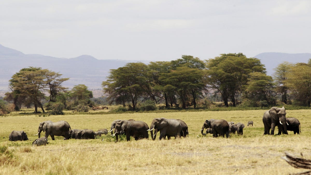 Using honey bees to protect marula trees, the source of one of Africa’s ...