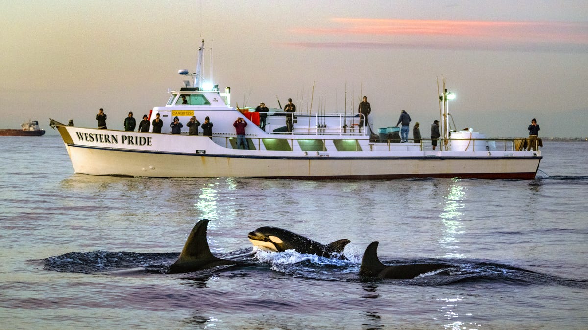 Orcas Sink 50-Ft Yacht As Second Summer Of Aquatic Rage Ignites