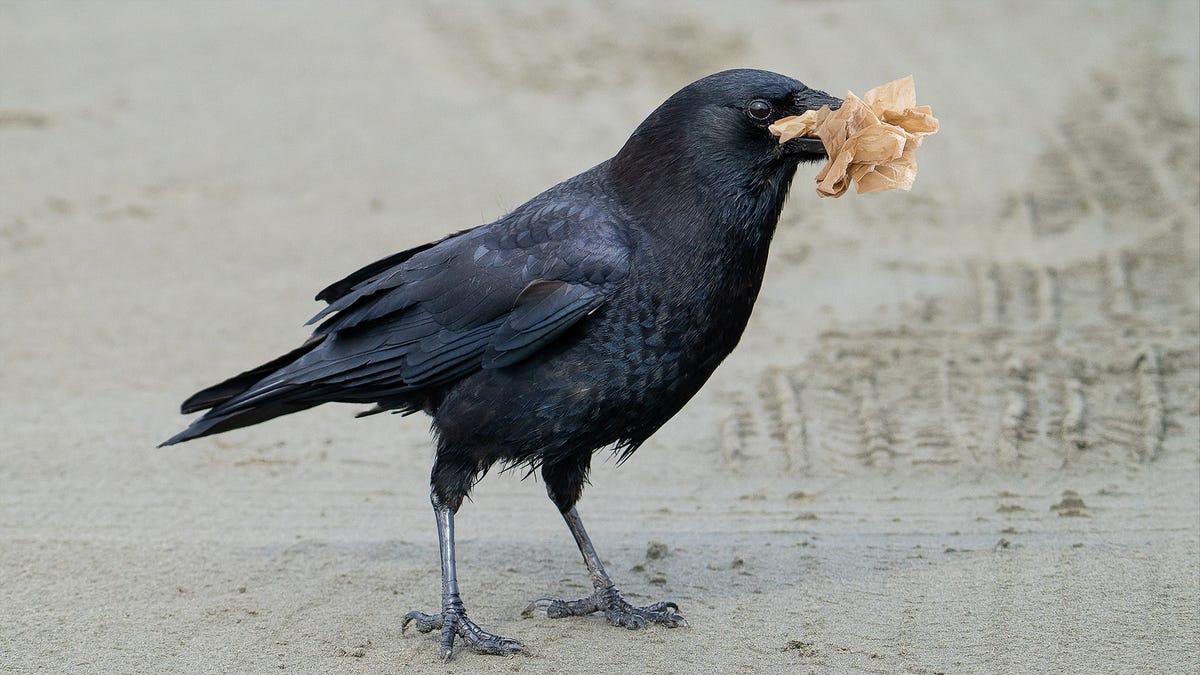 National Park Visitors Treated To Majestic Sight Of Crow Eating Napkin