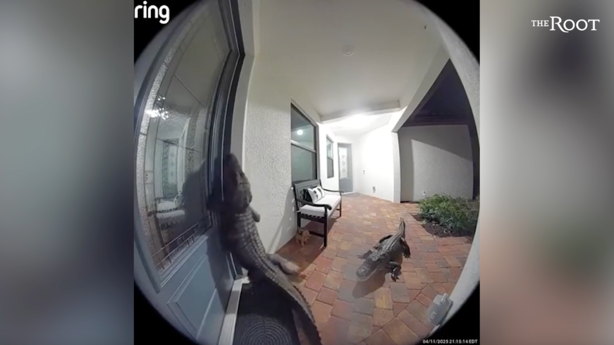 Two alligators bang on a door at a Florida home and social media is going crazy