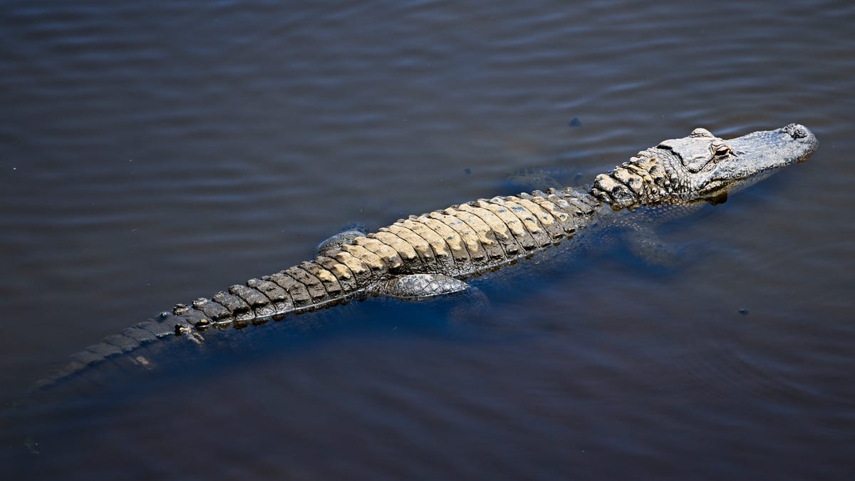 Phillies fan tries to bring 'service animal' alligator into game