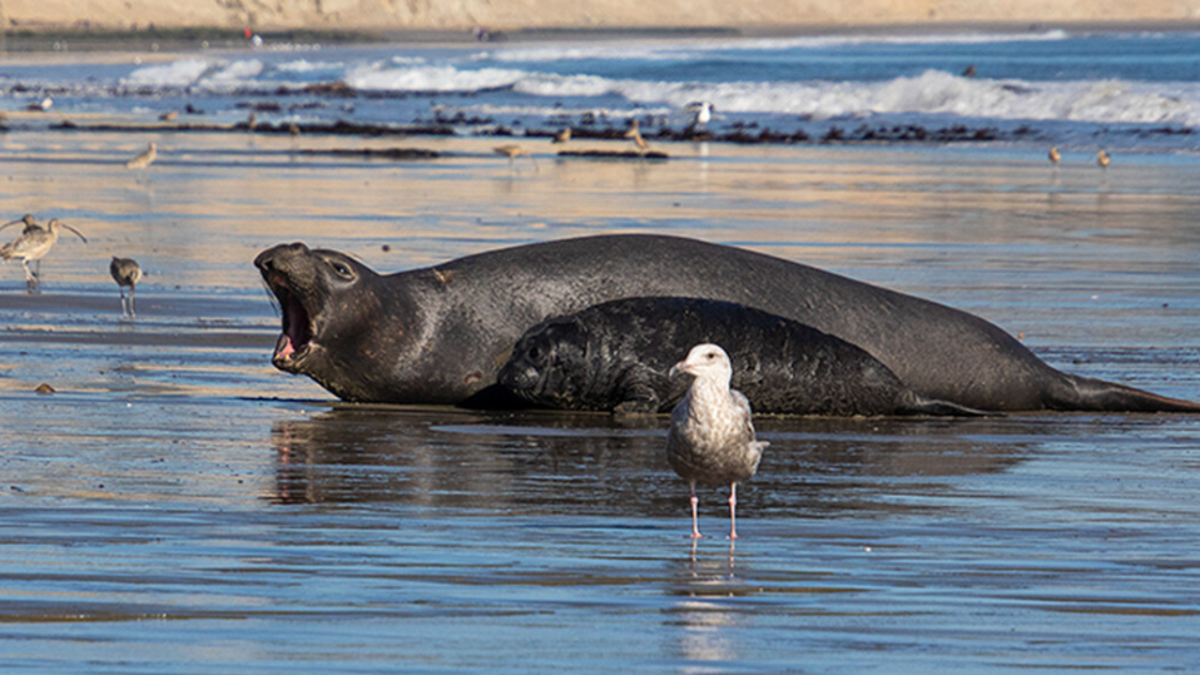 A male elephant seal rescues a drowning pup in a rare act of sentient heroism