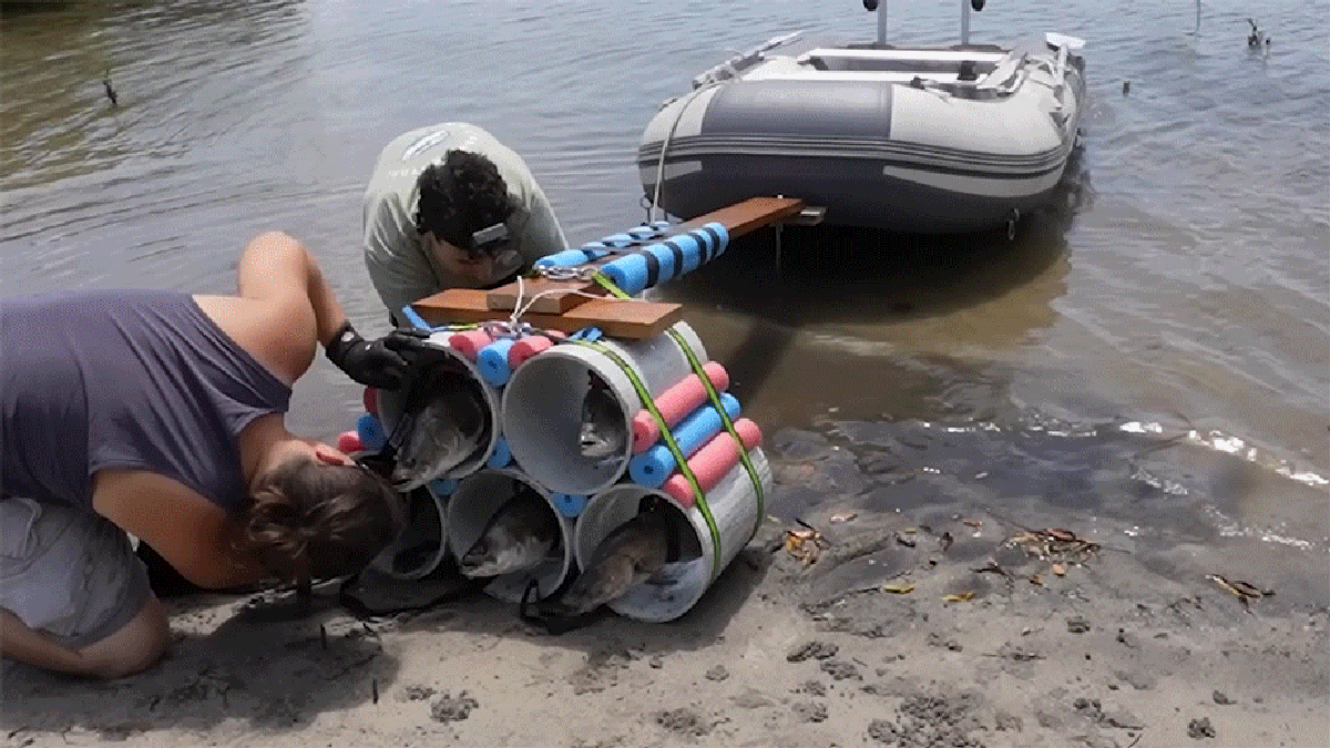 Horsepower Is Dead, Australians Have Fish-Powered Boats Now