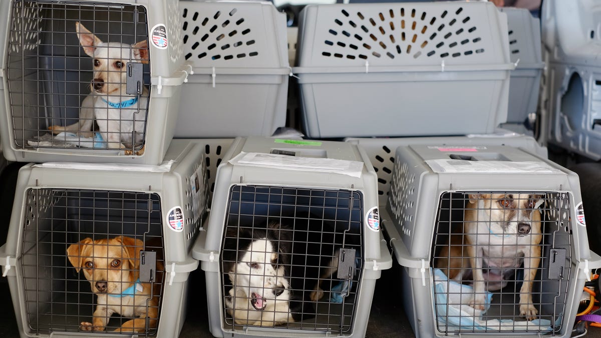 What airlines are safest for pets