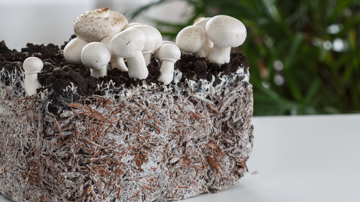 Fungus is the 'New Black' in Eco-Friendly Fashion 