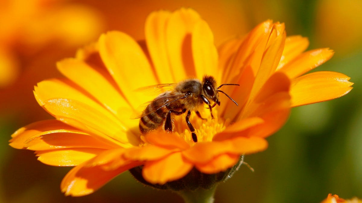 Scientists Are Beginning to Learn the Language of Bats and Bees