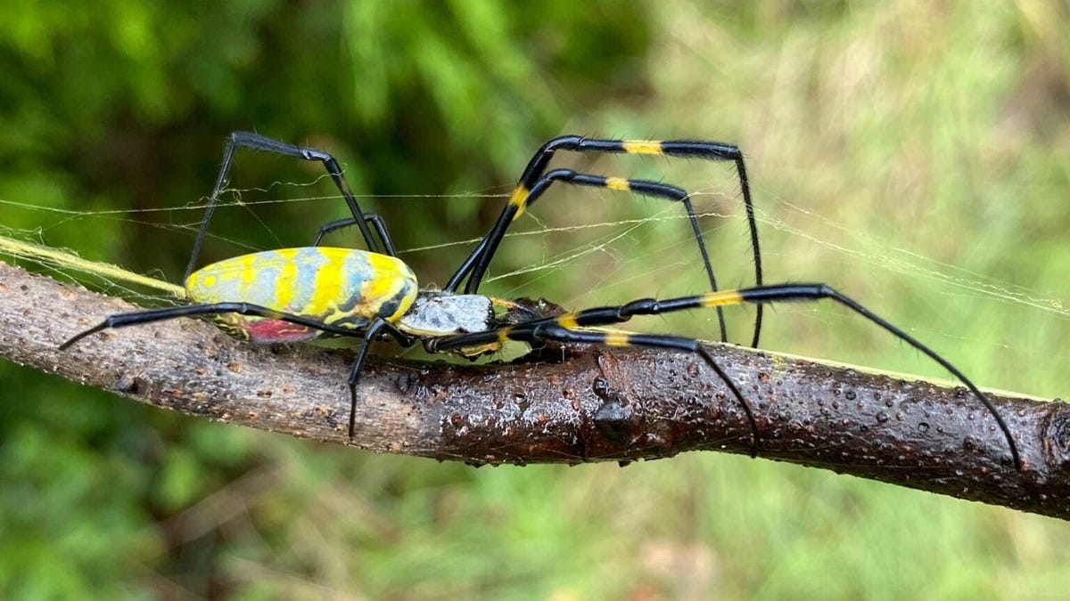 A Giant Spider Weaves Its Way Around the World - Worldcrunch