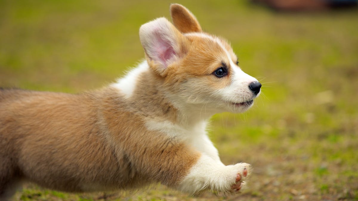 For more proof algorithms can be biased, look no further than cute puppies