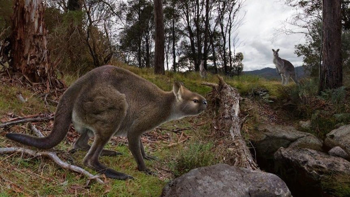 photo of Two-Year Dig Yields Stunning Kangaroo Fossil From Deep Underground Caves image