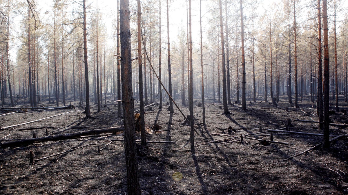 Photos: Wildfires continue to grip Sweden during an Arctic heatwave