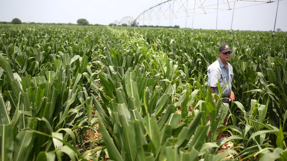 Australia's offers South African white farmers fast track visas over ...