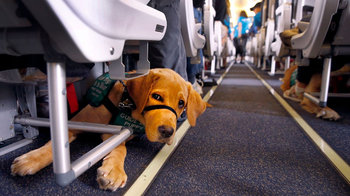 Jetblue dogs on sales plane