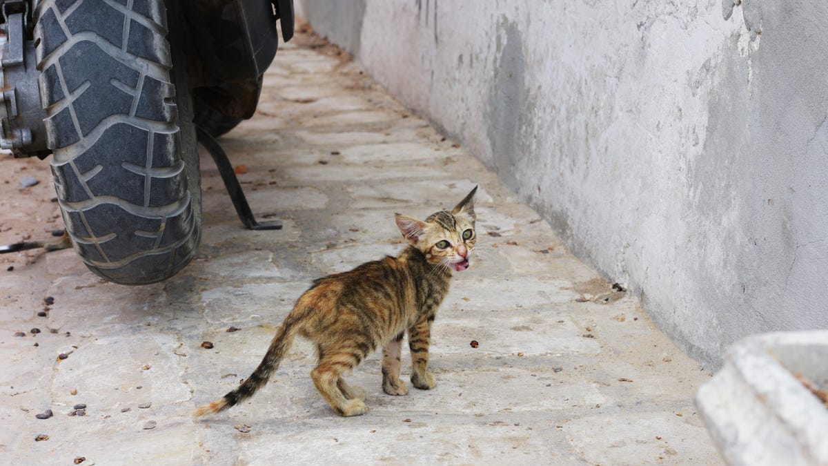 Girl Catches Rare Bone Infection From Kitten