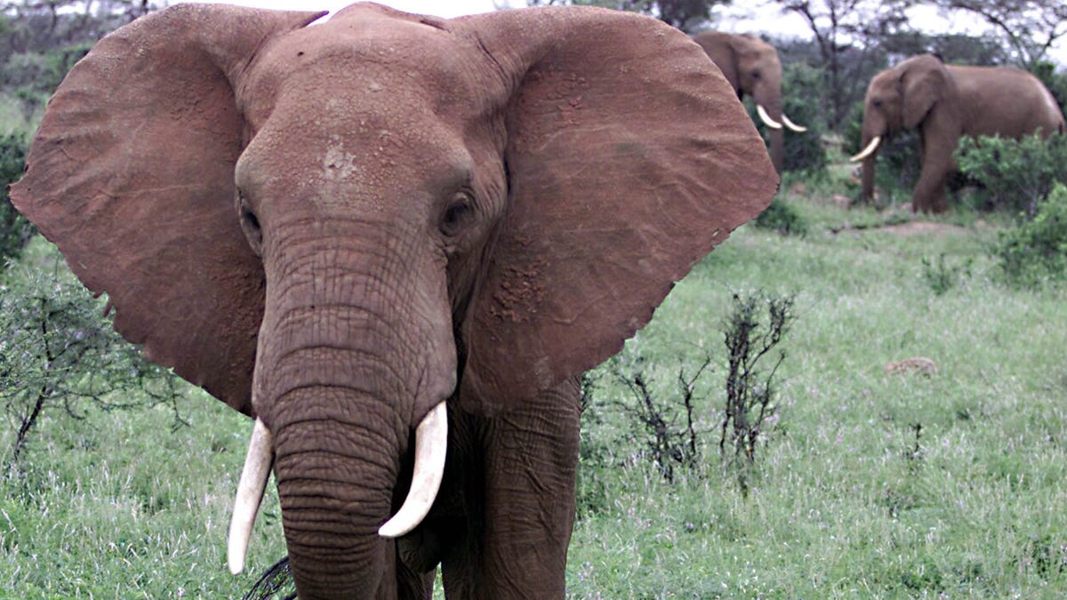 African ranger Erick Mararv's message Hong Kong's ivory trade: Stop now