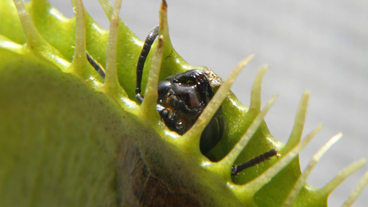 Venus flytraps (and secrets to keeping them alive) - Los Angeles Times