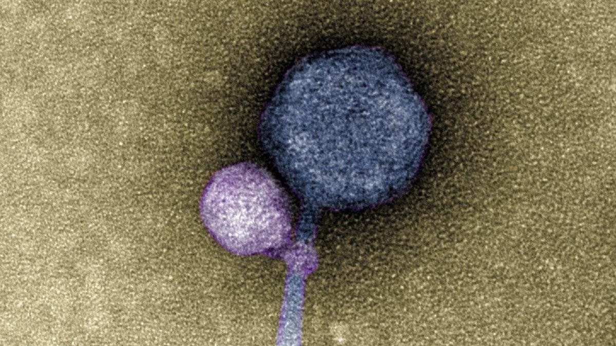 Vampiric Viruses ‘Bite’ Other Viruses for Survival