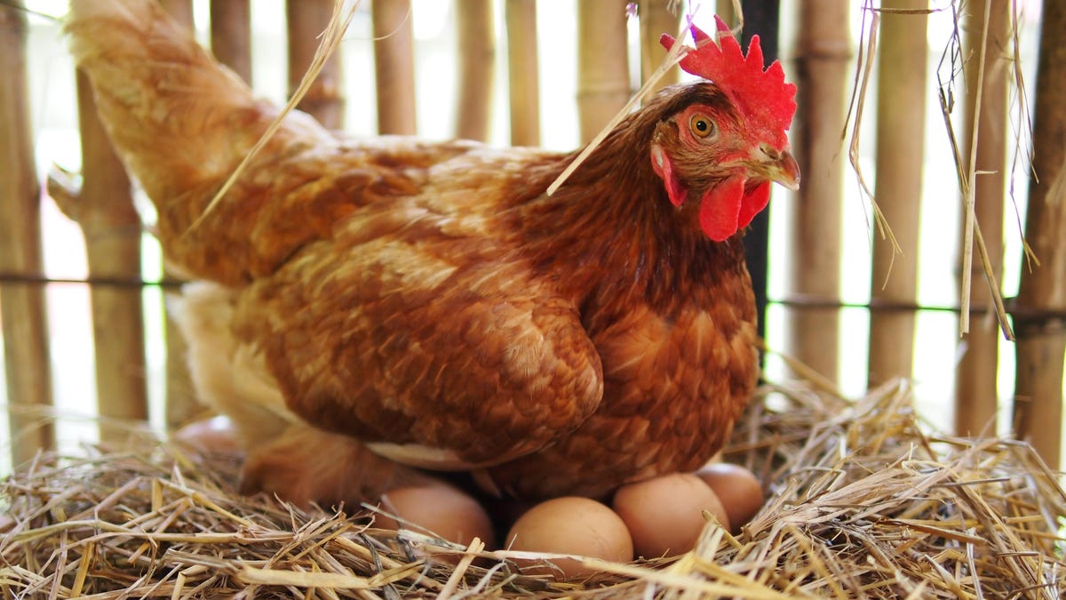 Los científicos resuelven el misterio de cuándo surgieron por primera vez los huevos como moda culinaria