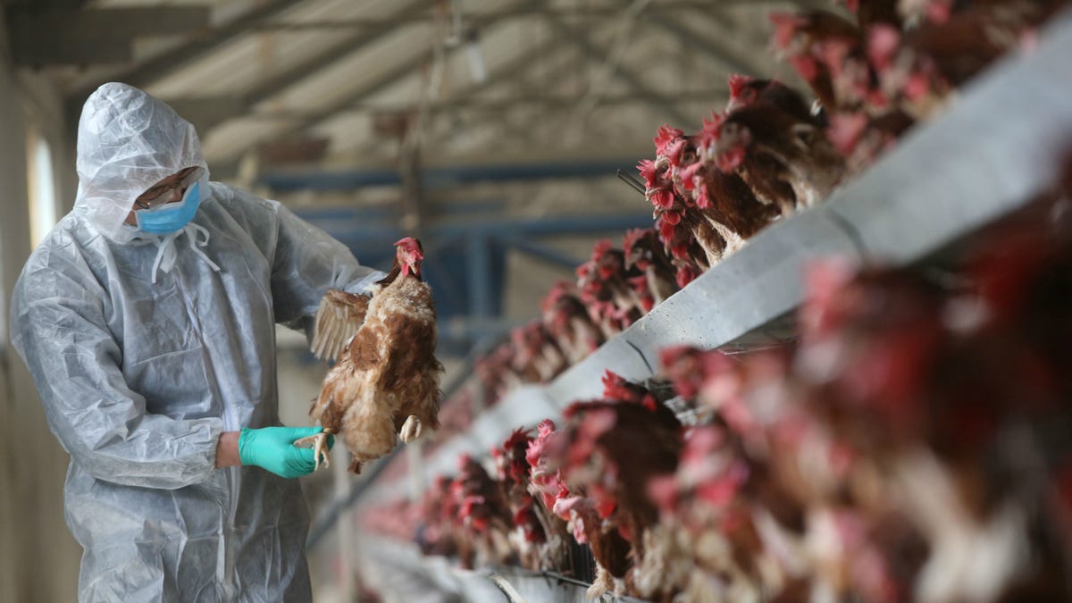 How chicken farming works—and why companies like Whole Foods (WFM ...