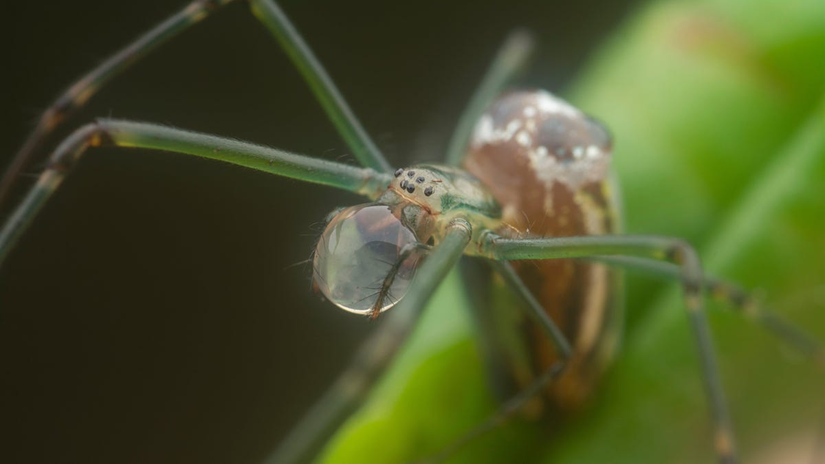 These spiders 'catapult' themselves to avoid getting eaten after