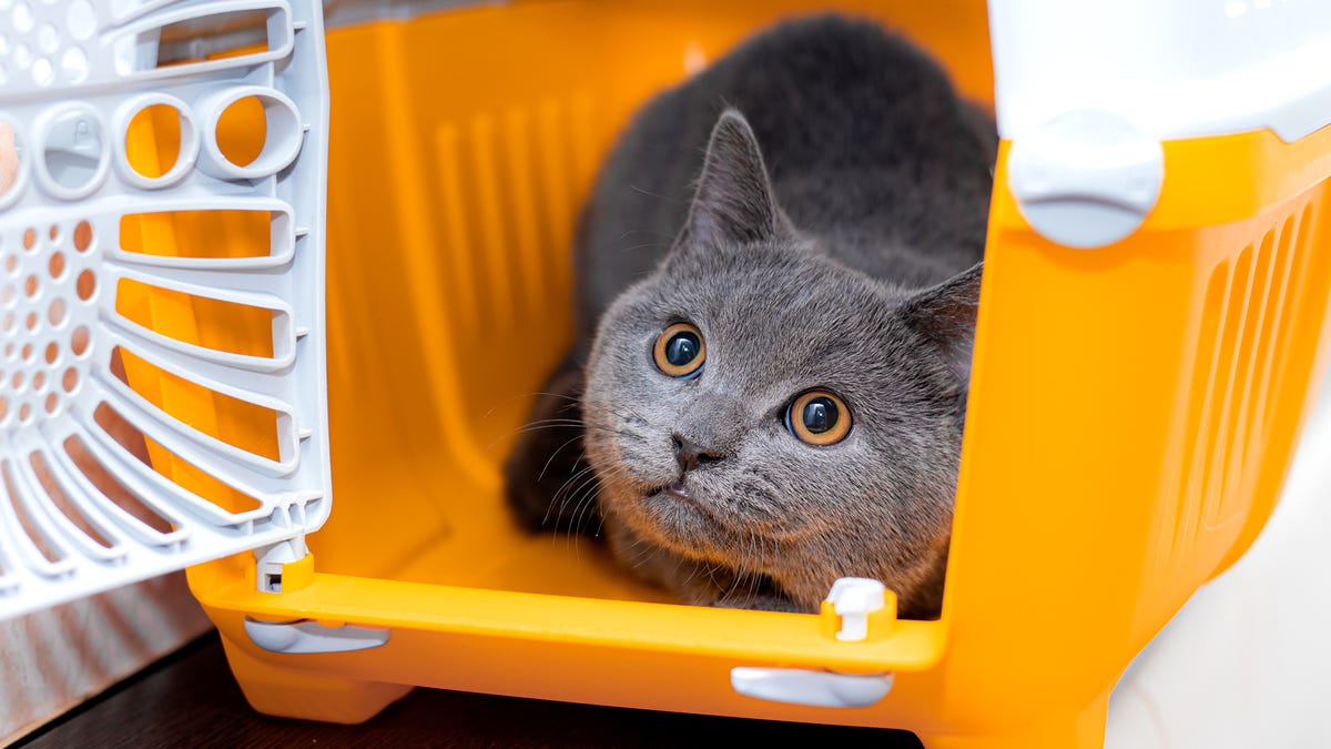 Tips For Traveling With A Pet 9-airports-with-impressive-animal-boarding-facilities-dog-hotel-pet