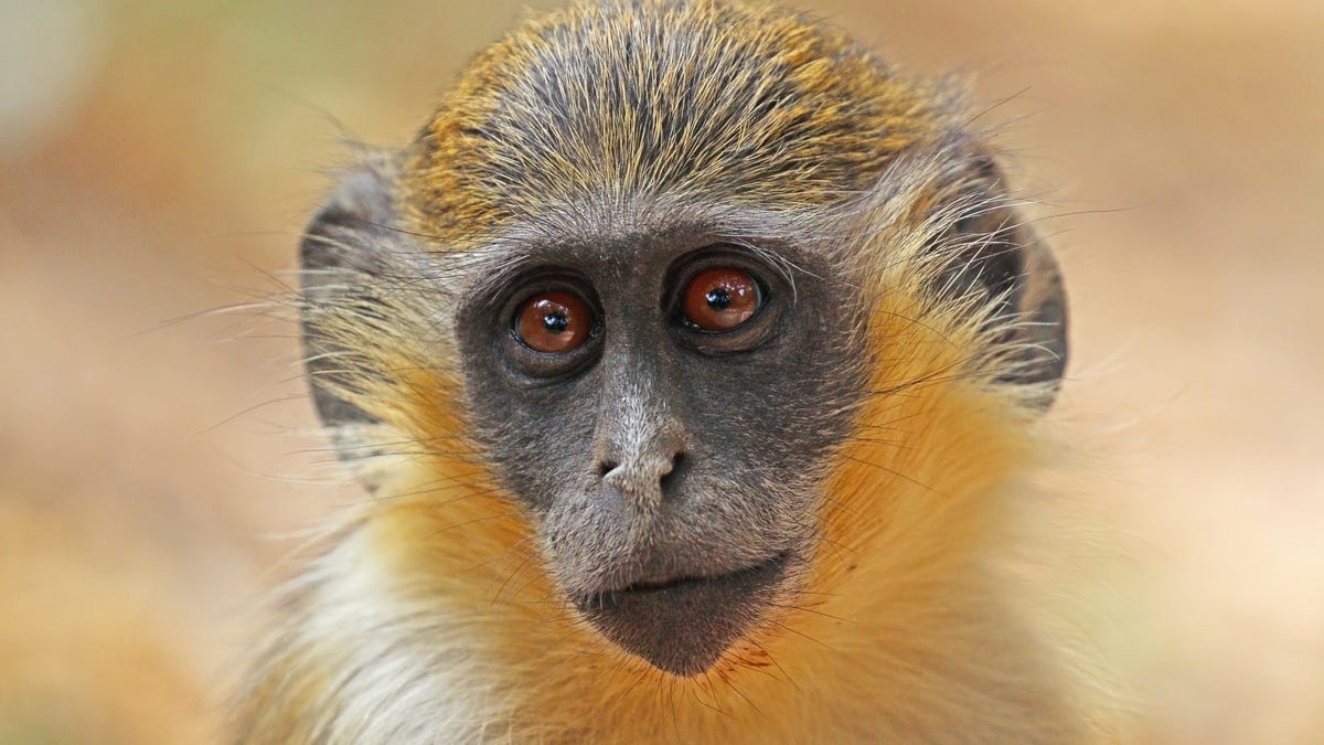 FAU  Origin of Monkeys Living Near an Urban Airport for Decades Confirmed
