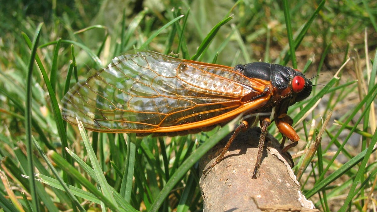 Cicadas Are Coming To Mess Up Your Car, Here's What You Should Do To Prepare For It