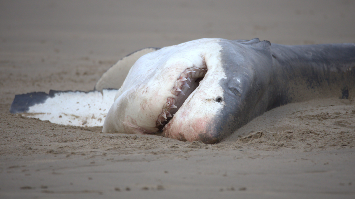 Sebuah video mengungkapkan bahwa seekor orca membunuh dan memakan hiu putih besar