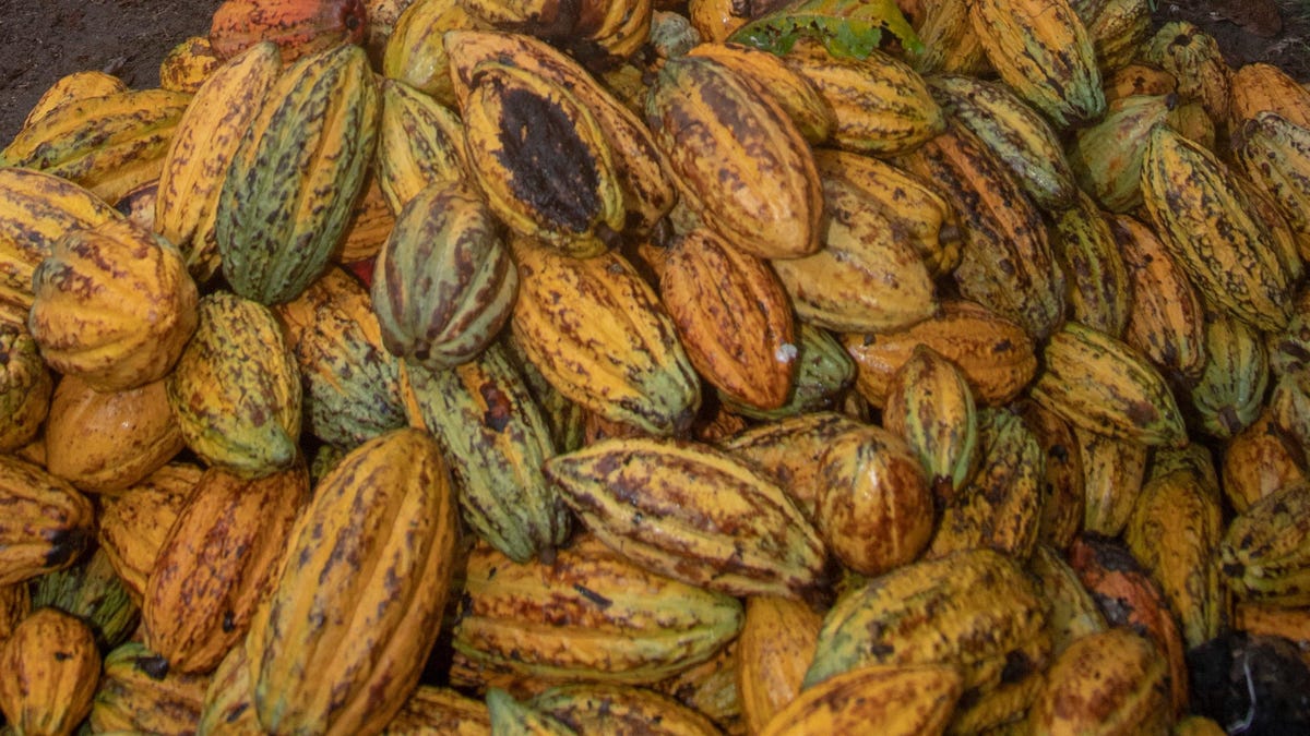 Cocoa prices are now the highest they've ever been