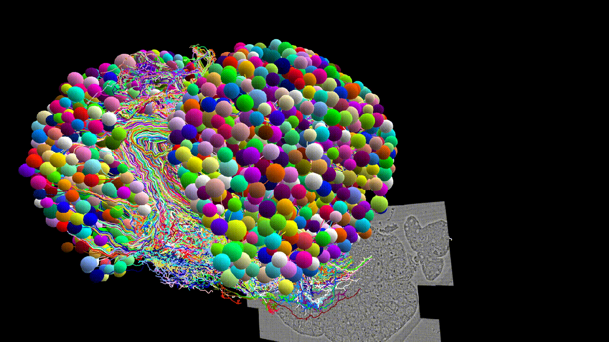 First Complete Map of a Fly Brain Has Uncanny Similarities to AI