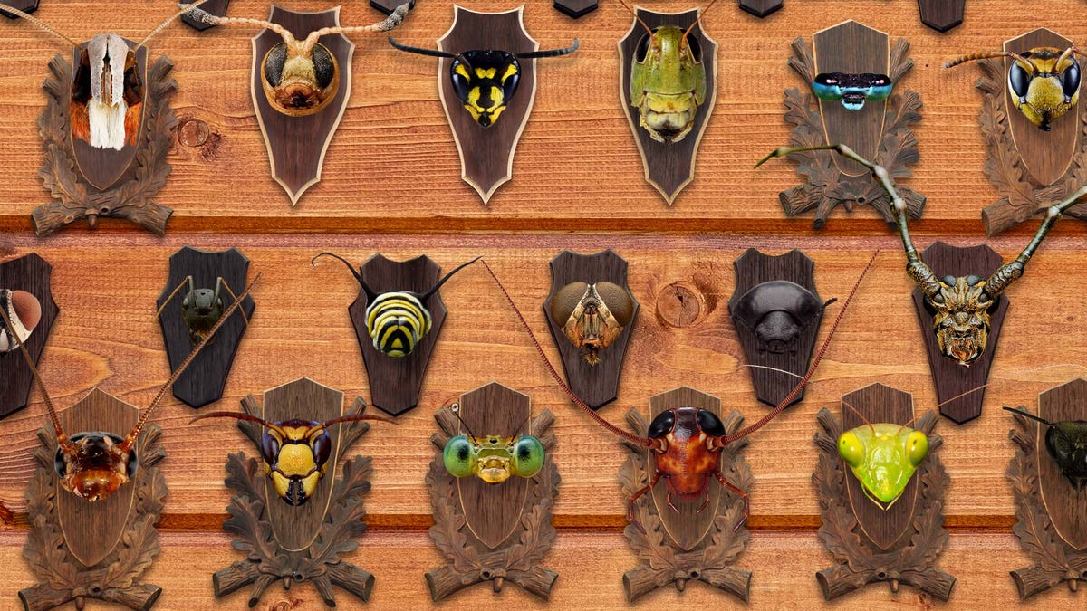 Exterminator Shows Off Trophy Room Filled With Mounted Heads Of Insects