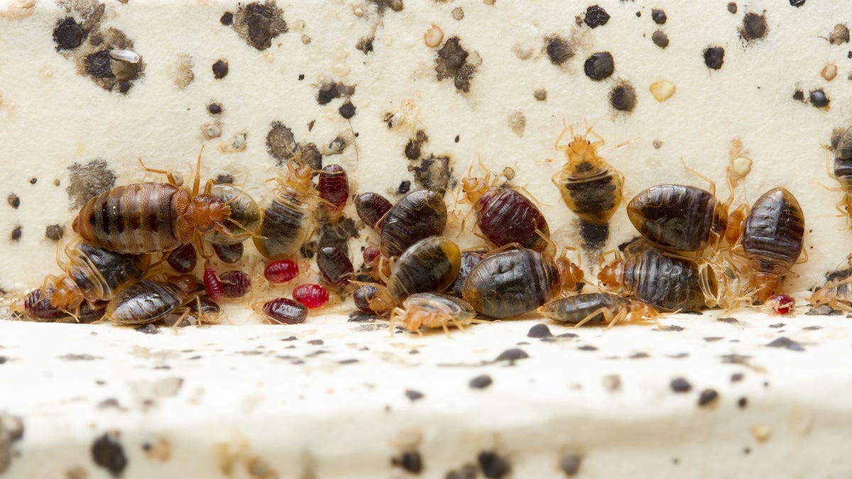 Bedbugs: Symptoms, treatment, and removal