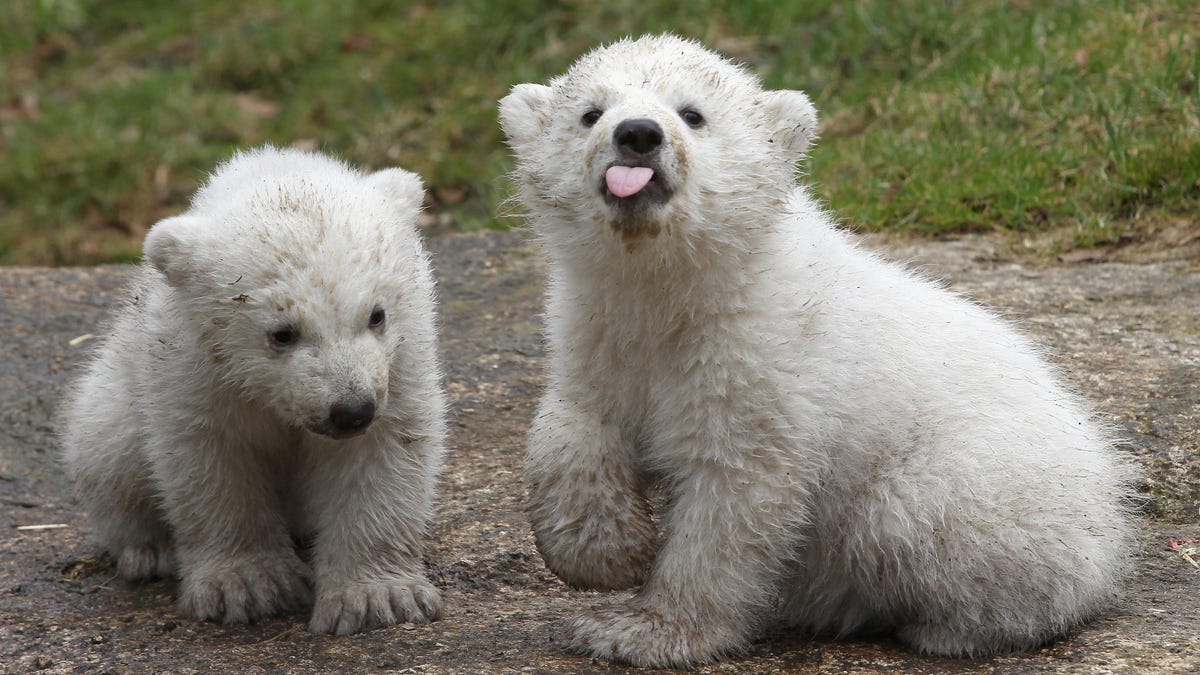 Polar Bears Are Forced To Eat Their Children, As Climate Change