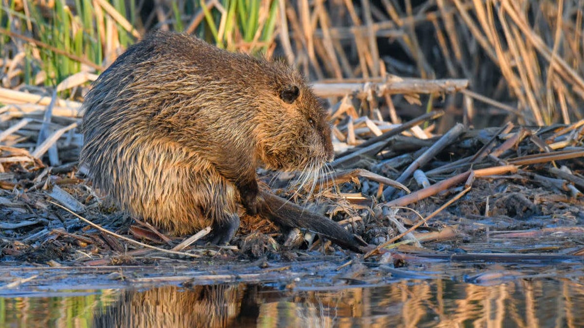 Woman rehabs beaver intent on making dams out of everything