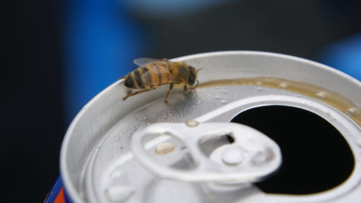 Bee Wishes It Could Hang Around Open Soda Can Without Everybody ...