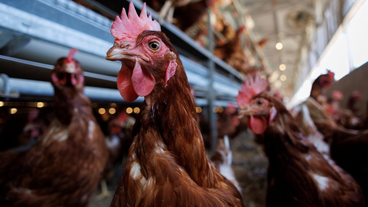 Why the US poultry industry leans heavily Republican