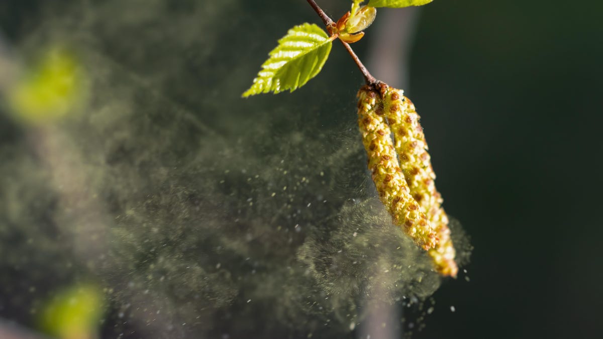 Why Your Seasonal Allergies Seem Way Worse Right Now