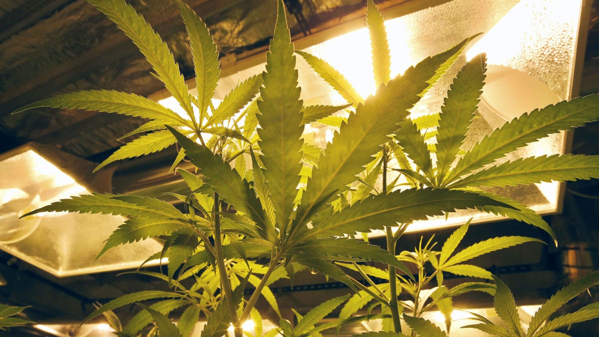 Marijuana growers in the US are using up $6 billion a year in electricity