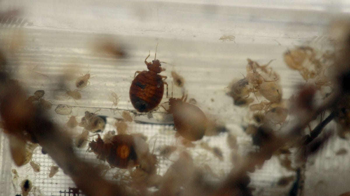 Bed bugs can travel in dirty laundry