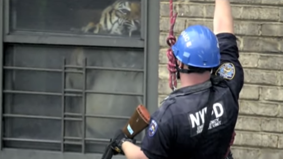 Ming of Harlem: Yes, a 425-Pound Tiger Lived in an N.Y.C.