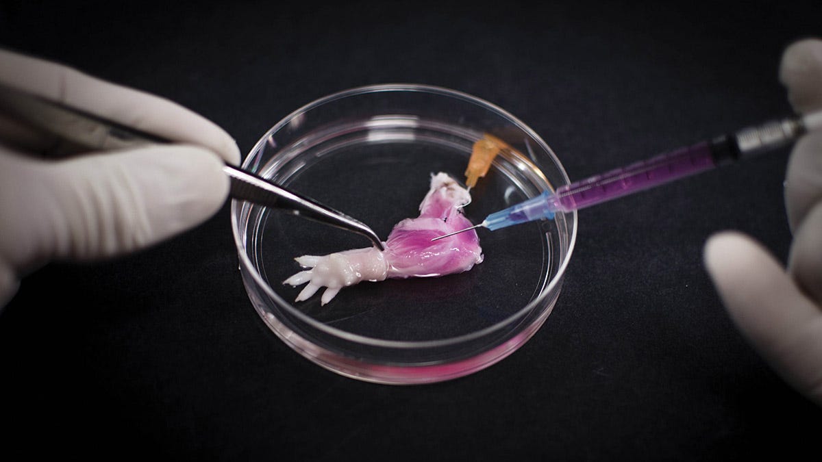 World’s first biolimb: Scientists are growing rat arms in Petri dishes